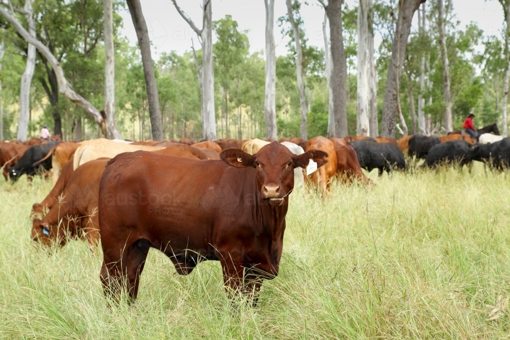 Image of A mob of cattle grazing on lush pasture grass. Austockphoto