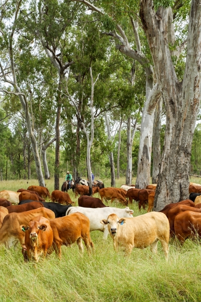 Image of A mob of cattle grazing on lush pasture grass. - Austockphoto