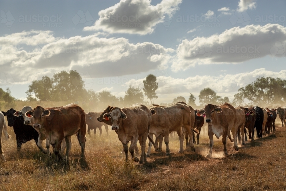 A mob of cattle on the move kicking up dust. - Australian Stock Image