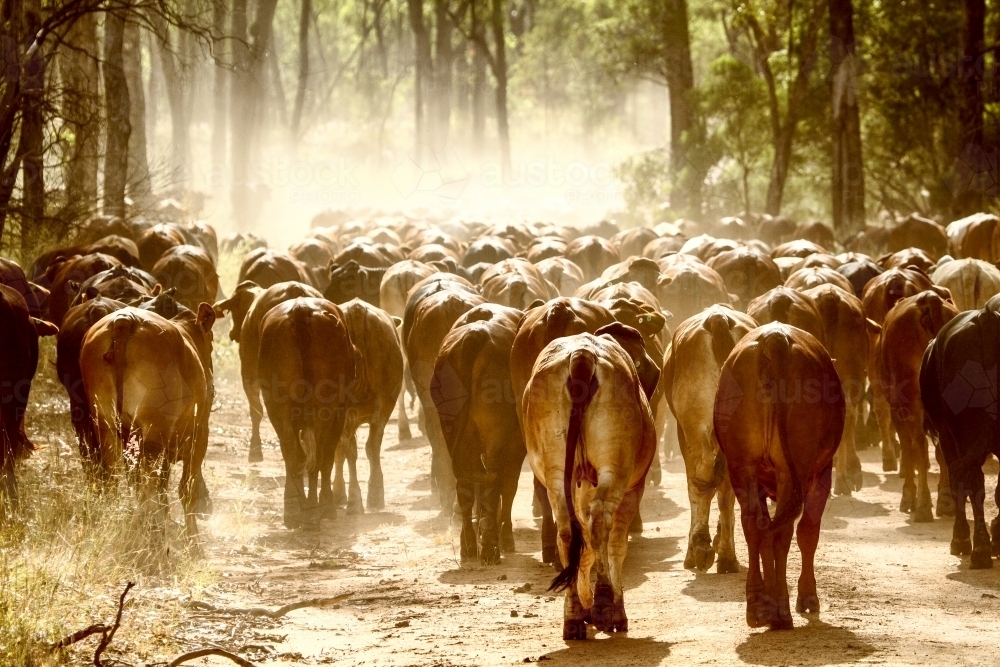 A mob of cattle walking down a dusty farm road. - Australian Stock Image