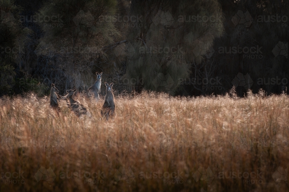 A Mob of Eastern Grey Kangaroos in a Grassy Woodland Forest at Sunset. - Australian Stock Image