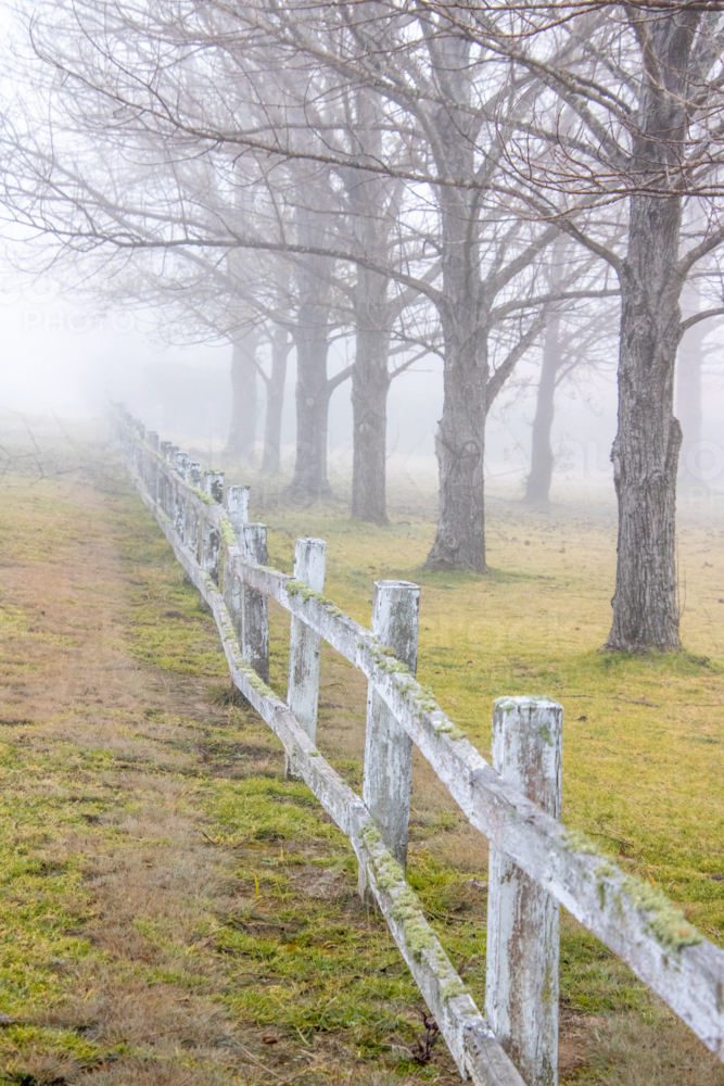 A mossy fence, winter trees and a misty morning - Australian Stock Image