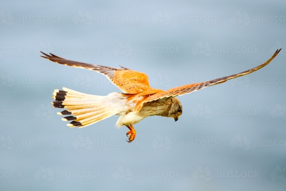 A Nankeen Kestrel hovering and soaring searching for prey - Australian Stock Image