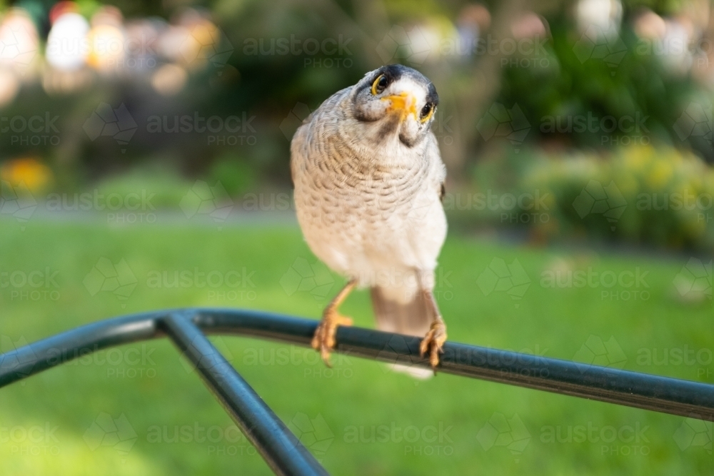 A native Australian noisy miner bird (Manorina melanocephala) a type of honey eater - Australian Stock Image