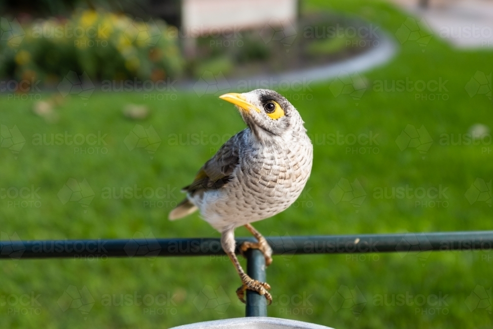 A native Australian noisy miner bird (Manorina melanocephala) a type of honey eater - Australian Stock Image