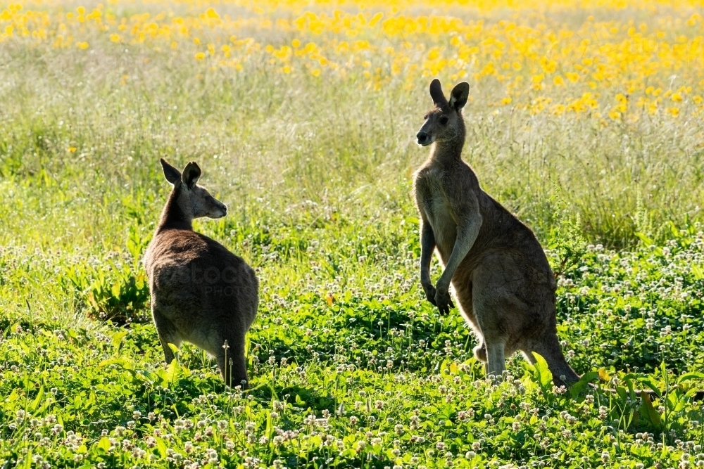 A pair of Grey Kangaroos backlit in a field - Australian Stock Image