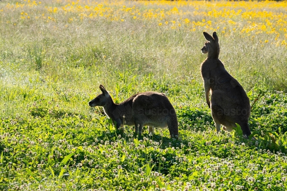 A pair of Grey Kangaroos backlit in a field with wild flowers - Australian Stock Image
