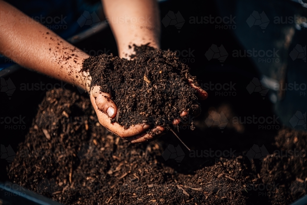 A pair of hands holding and sifting through rich, dark soil. - Australian Stock Image