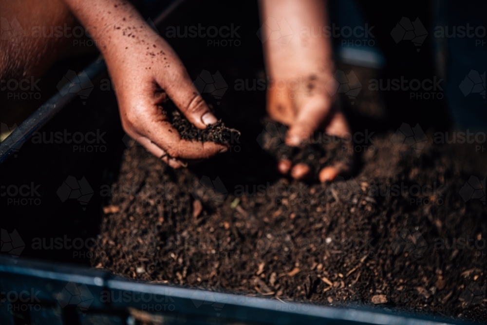 A pair of hands holding and sifting through rich, dark soil. - Australian Stock Image