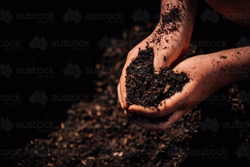 A pair of hands holding and sifting through rich, dark soil. - Australian Stock Image