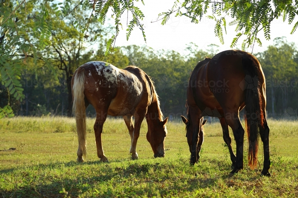 A pair of horses grazing at dusk. - Australian Stock Image