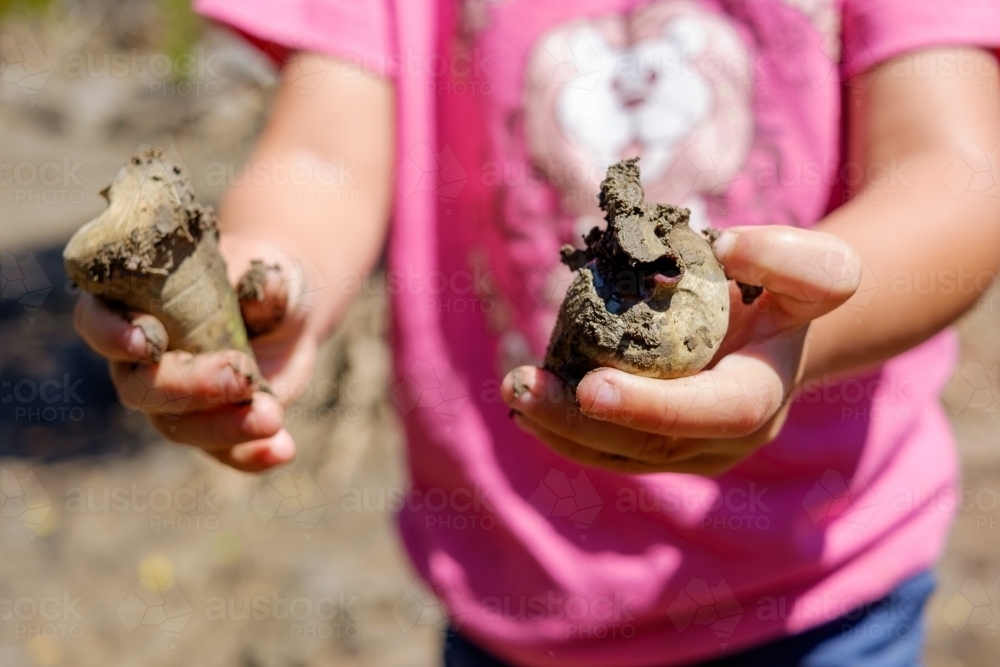 A pair of mud whelks in the hands in gladstone - Australian Stock Image