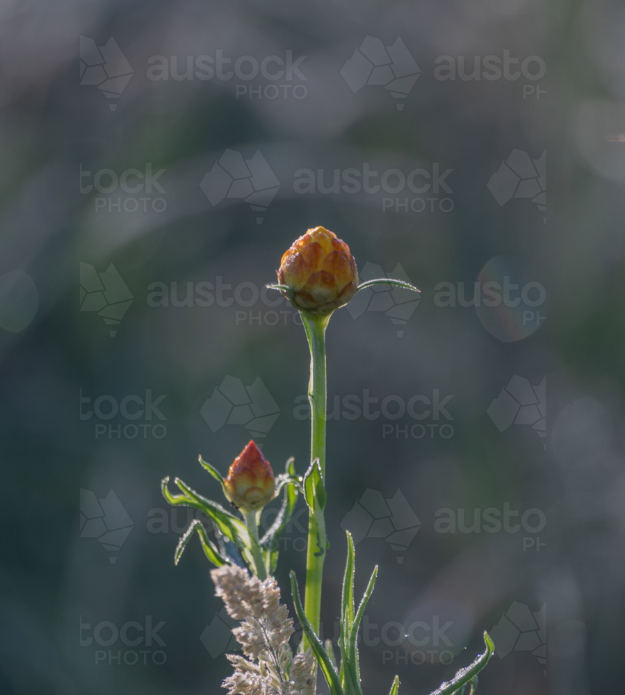 A paper daisy - Australian Stock Image