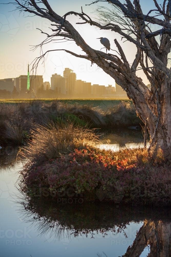 A perched water bird in morning sunshine near the Perth CBD - Australian Stock Image