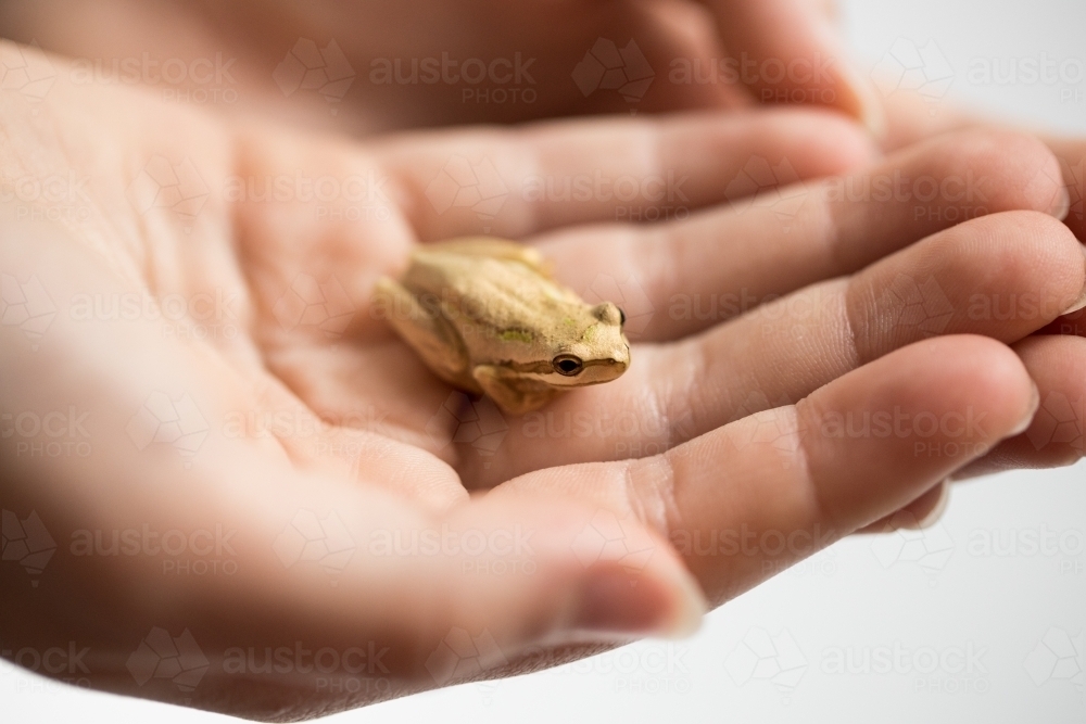A person's hands holding a small amphibian tree frog selective focus shallow depth of field on frog - Australian Stock Image