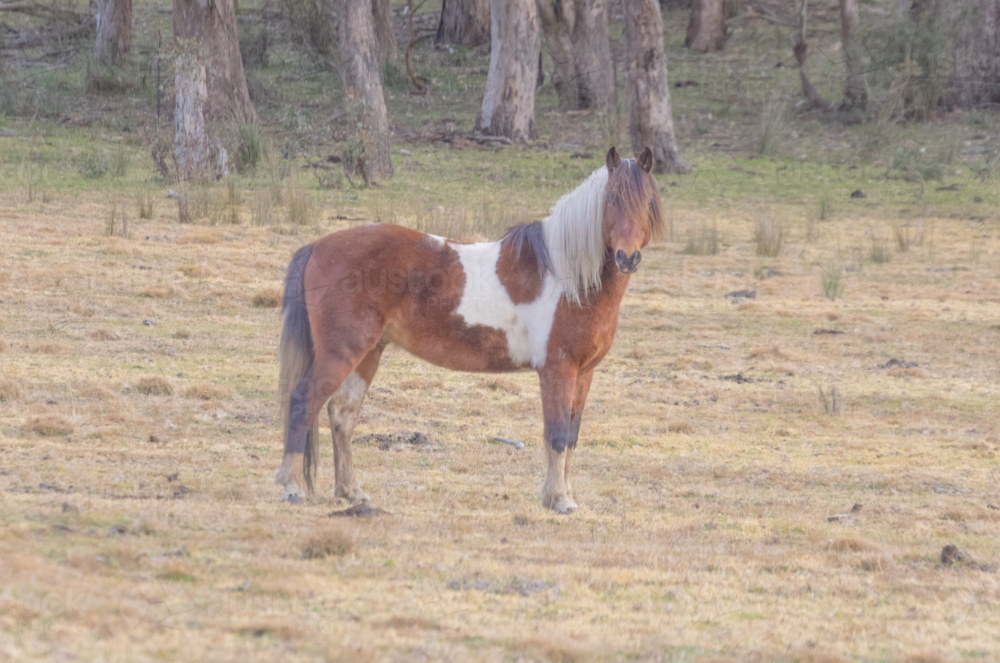 A piebald horse standing in a brown paddock in winter - Australian Stock Image