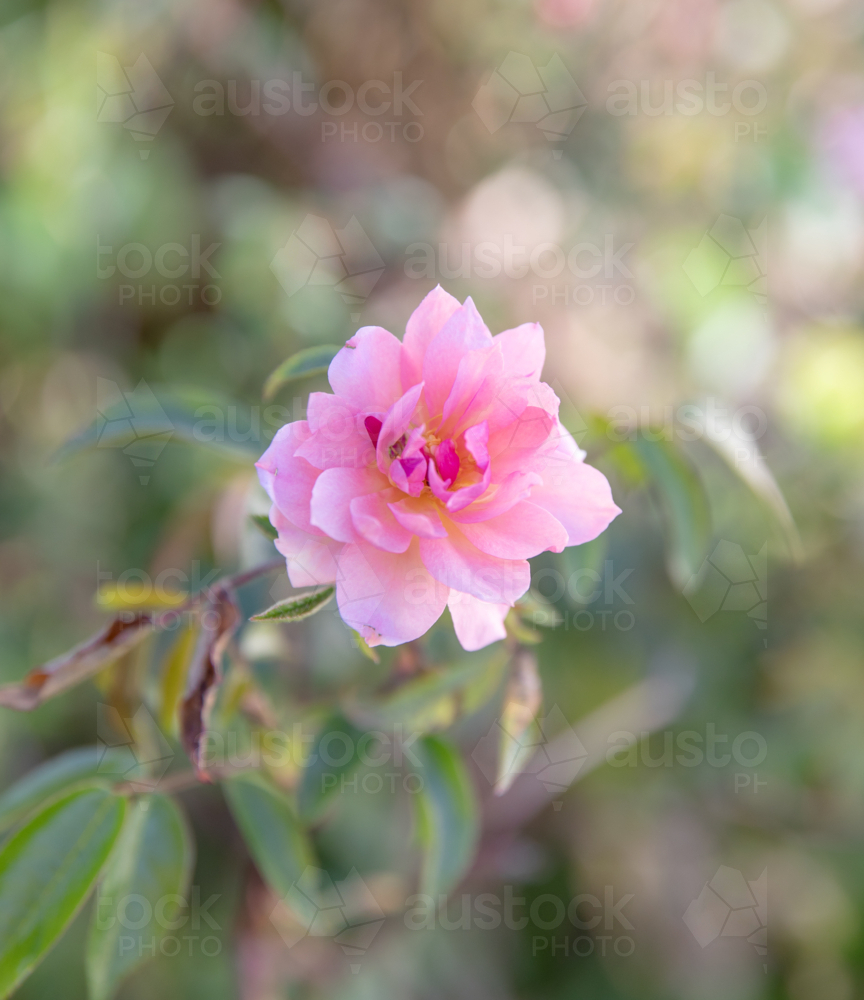 A pink rose - Australian Stock Image