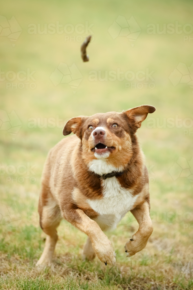 A playful Australian Kelpie plays with a stick in Australia - Australian Stock Image