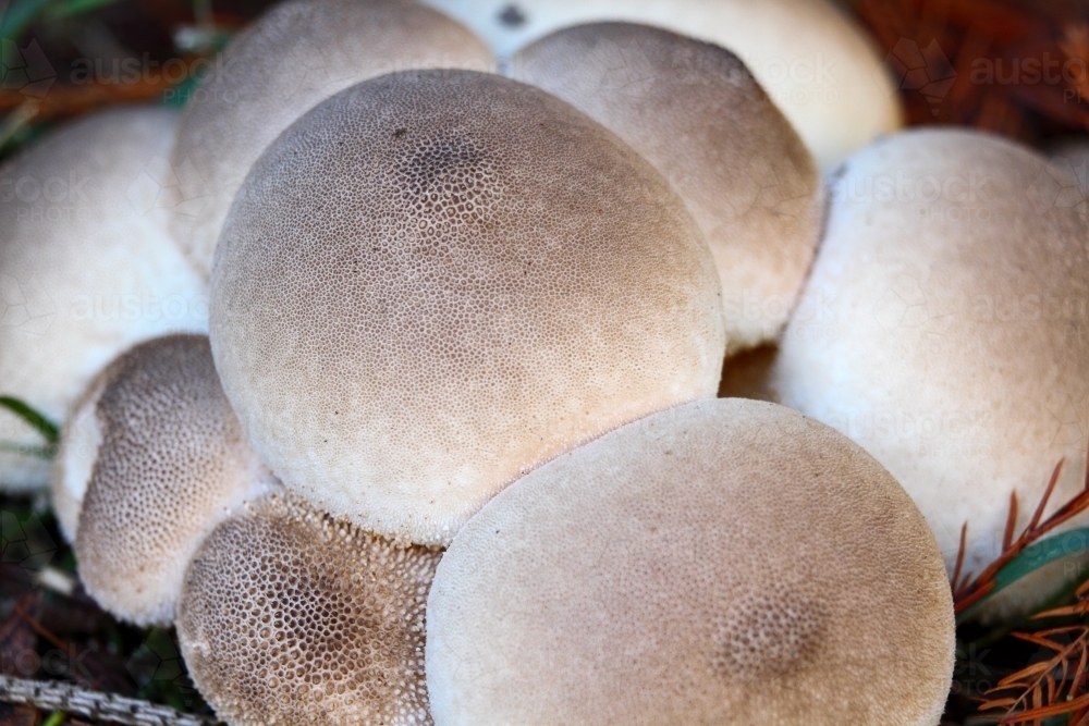 A plump cluster of mushrooms thriving in the Blue Mountains of NSW. - Australian Stock Image