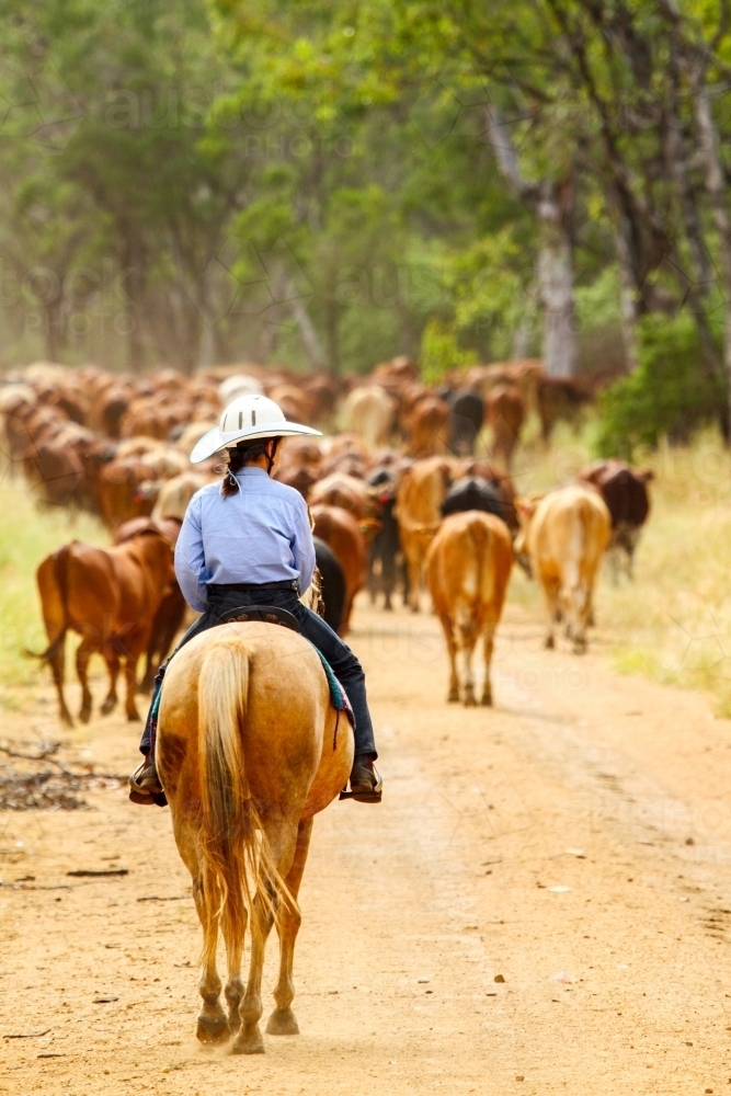 A pre-teen girl mustering on a horse. - Australian Stock Image