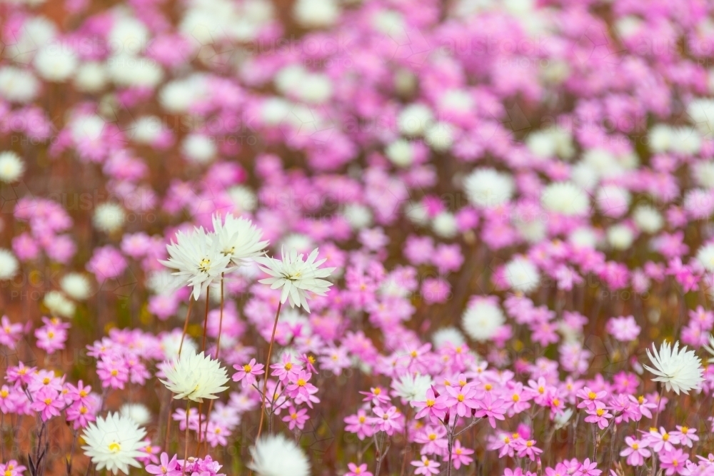 a profusion of pink and white wildflowers - Australian Stock Image