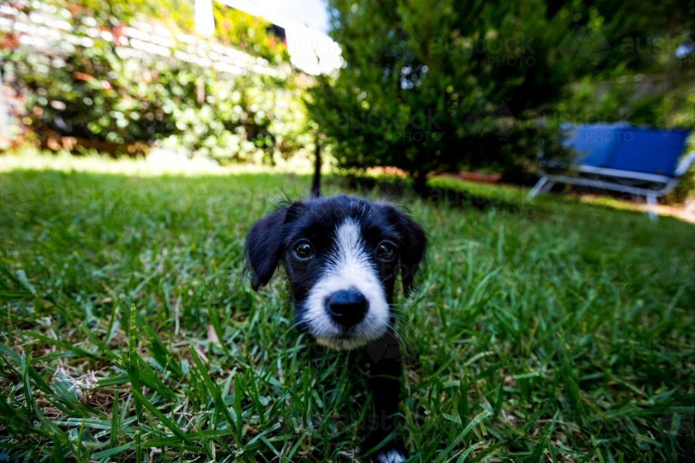 A puppy walking on green grass field in the backyard - Australian Stock Image