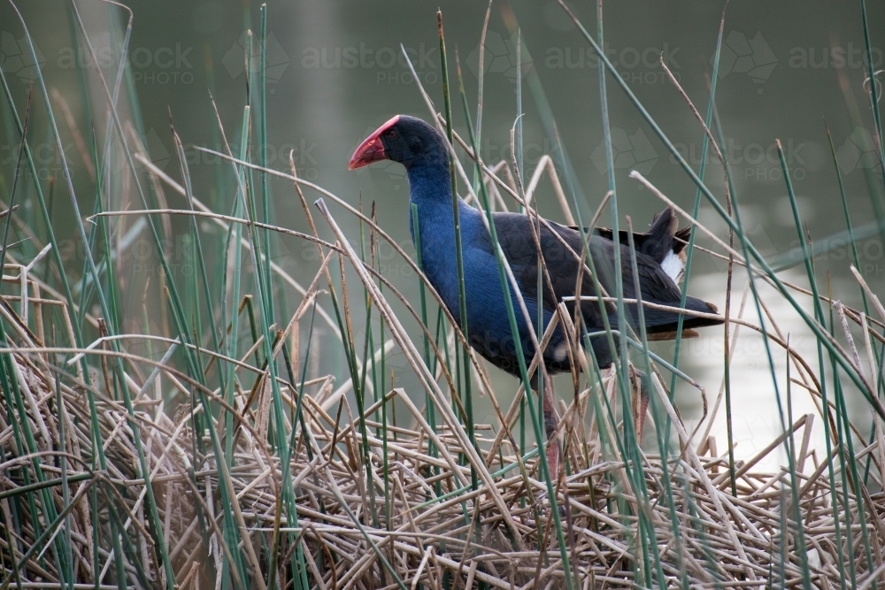 A purple swamphen walks slowly across some wetland reeds - Australian Stock Image