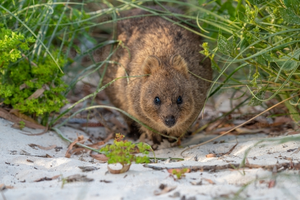 A Quokka walking on the sand in between the grasses. - Australian Stock Image