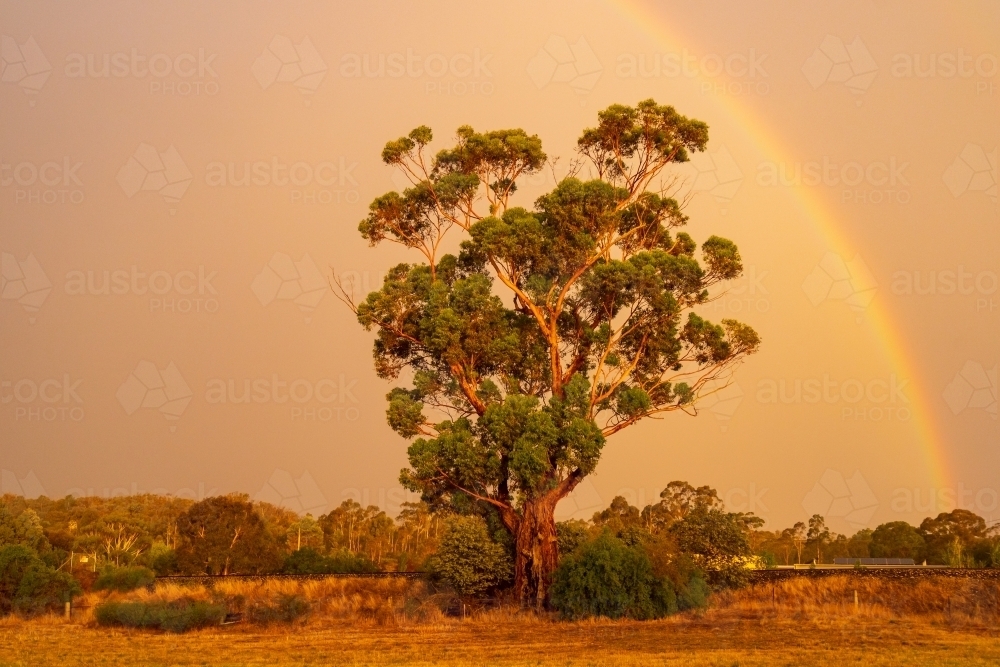 A rainbow and dramatic lighting over a large gum tree - Australian Stock Image