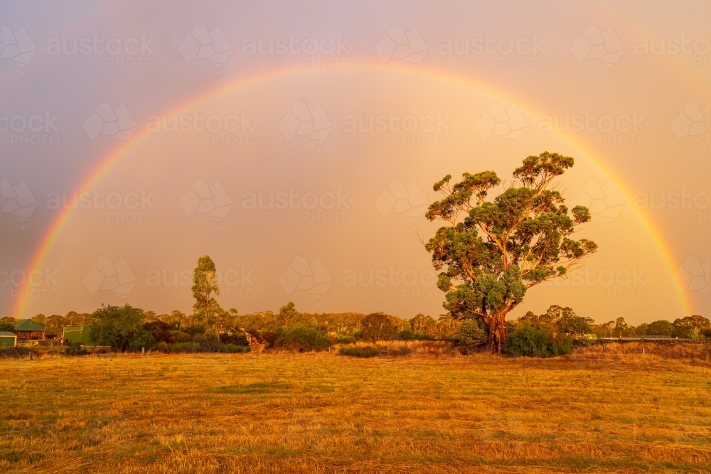 A rainbow and dramatic lighting over a large gum tree - Australian Stock Image