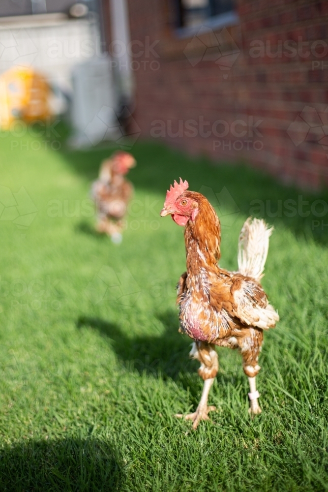 A recently rescued ex battery isa brown chicken touching grass for the first time - Australian Stock Image