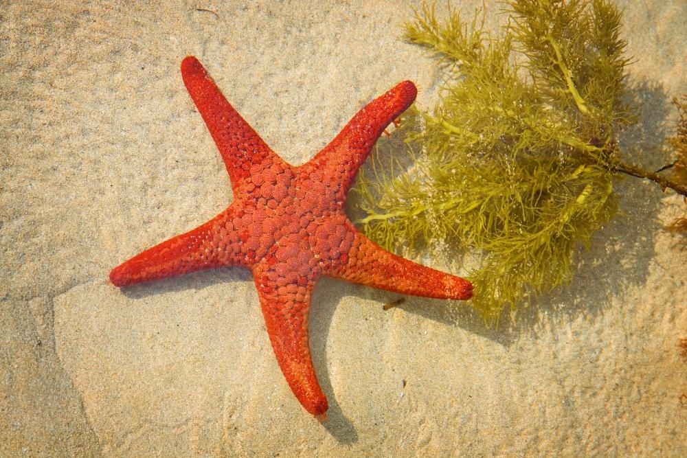 A red sea star - Australian Stock Image