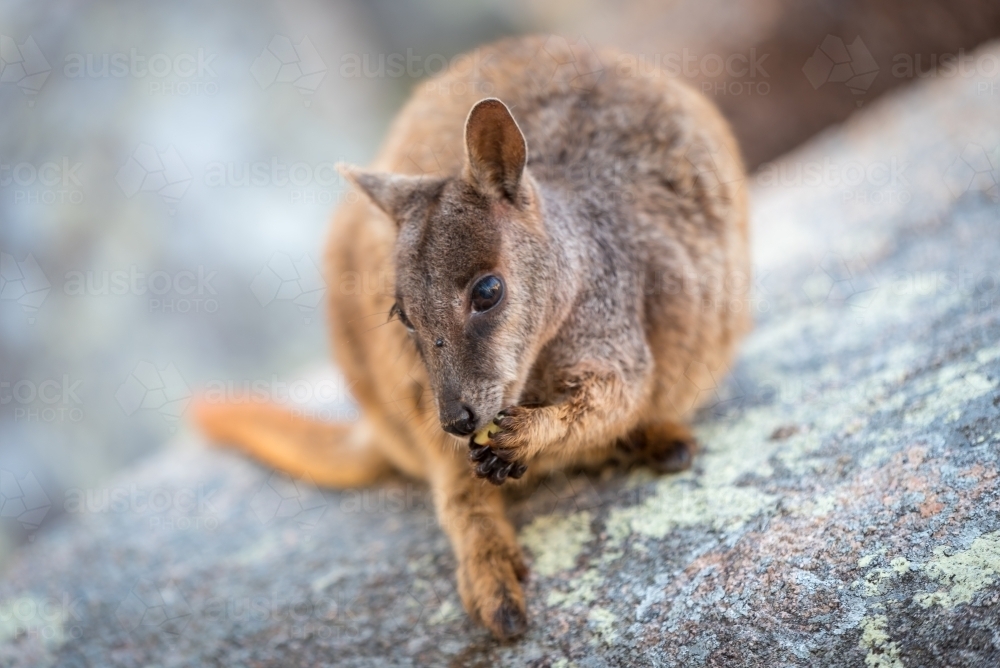 A rock wallaby eating a small piece of food while sitting on a rock surface - Australian Stock Image