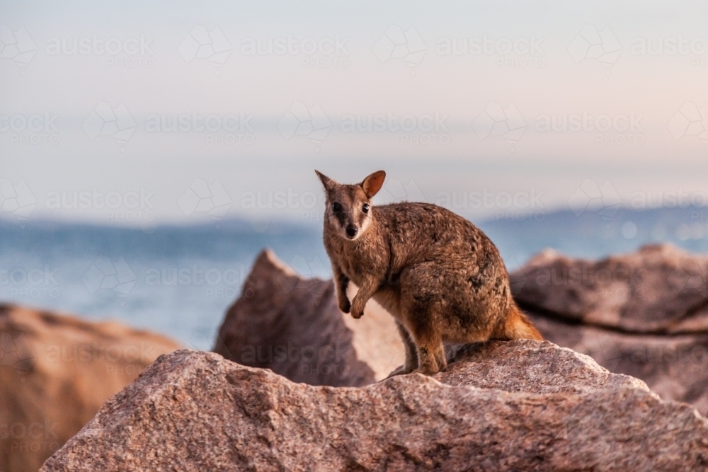 a rock wallaby standing on a rock on a sunny day - Australian Stock Image