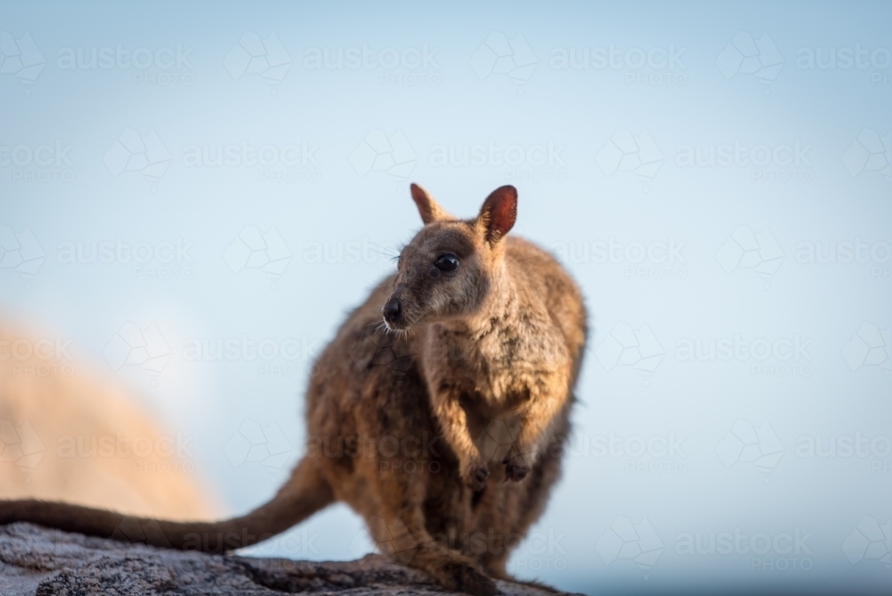 A rock wallaby standing on a stone against sky - Australian Stock Image