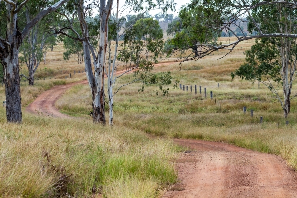 A rural dirt road winds its way among gum trees. - Australian Stock Image