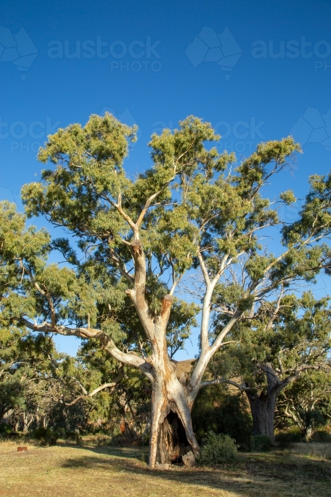 A scarred and split gum tree under a blue sky. - Australian Stock Image