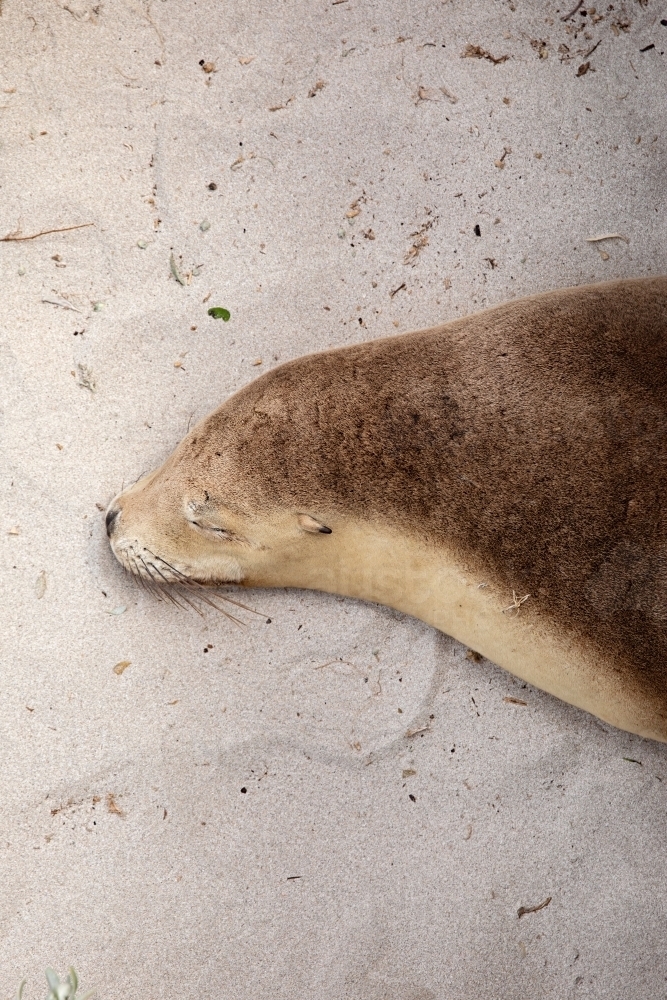 A sea lion with brown fur resting on a sandy beach - Australian Stock Image