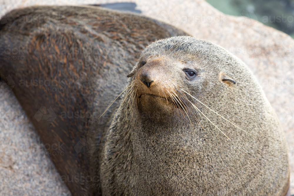 A seal basks in the sun in Narooma, New South Wales, Australia - Australian Stock Image