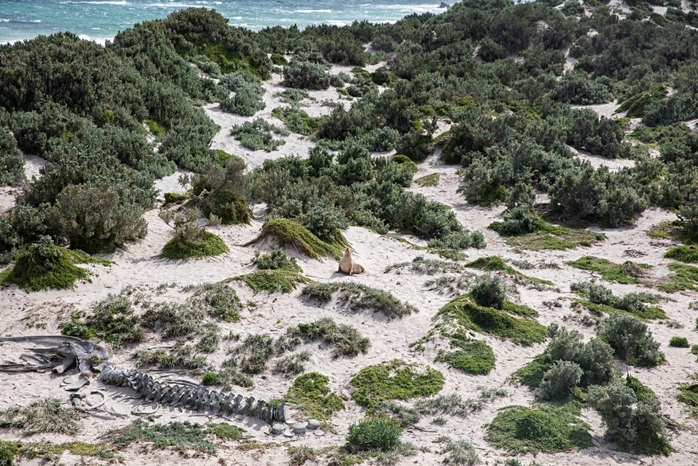 A seaside with shrubs, seal, and bones of skeleton - Australian Stock Image