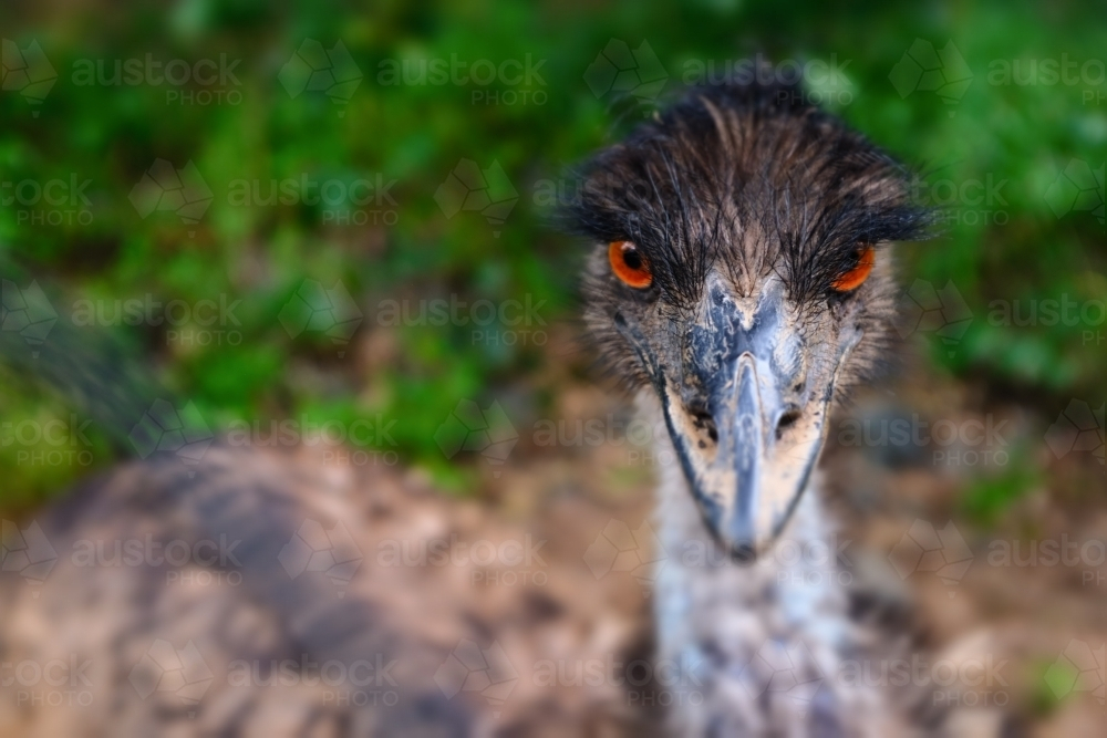 A shallow depth of field photo of an australian emu (Dromaius novaehollandiae) - Australian Stock Image