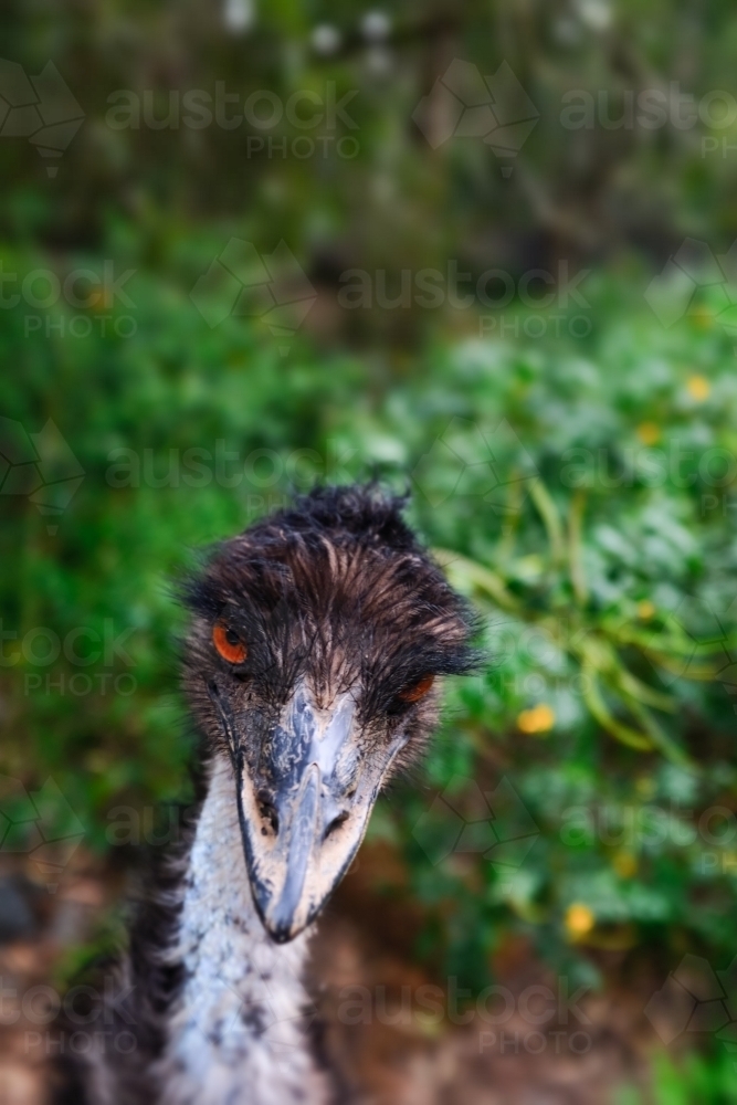 A shallow depth of field photo of an australian emu (Dromaius novaehollandiae) looking at the camera - Australian Stock Image