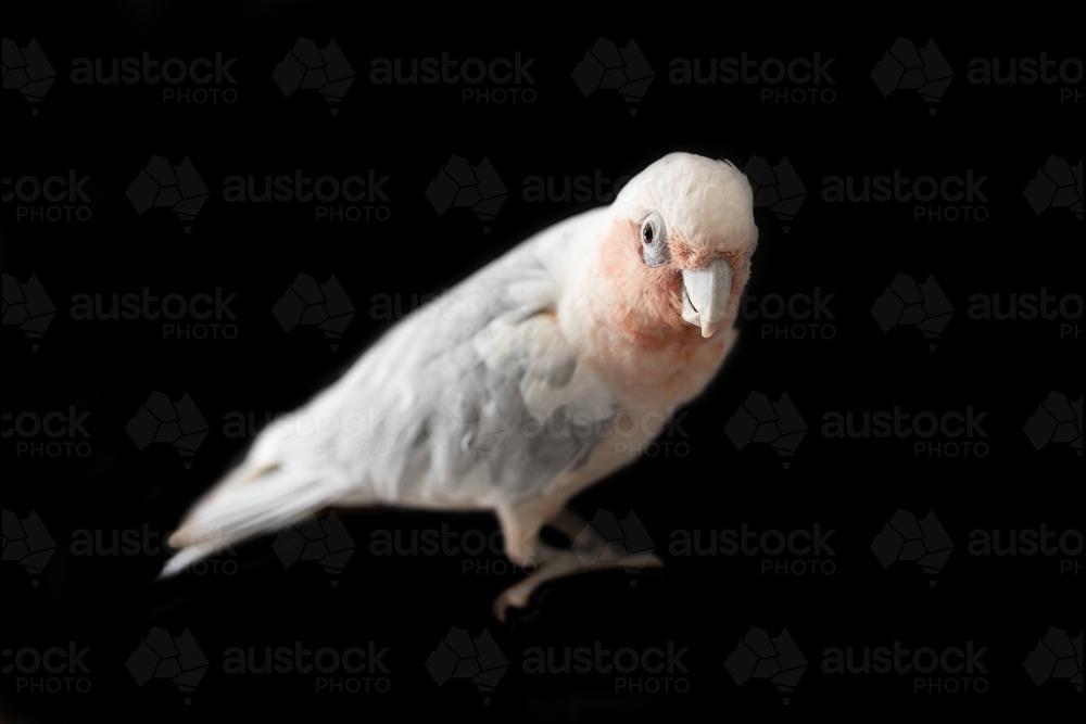 Image Of A Shallow Depth Of Field Photo Of An Australian Galah Corella Hybrid Parrot On A Black 