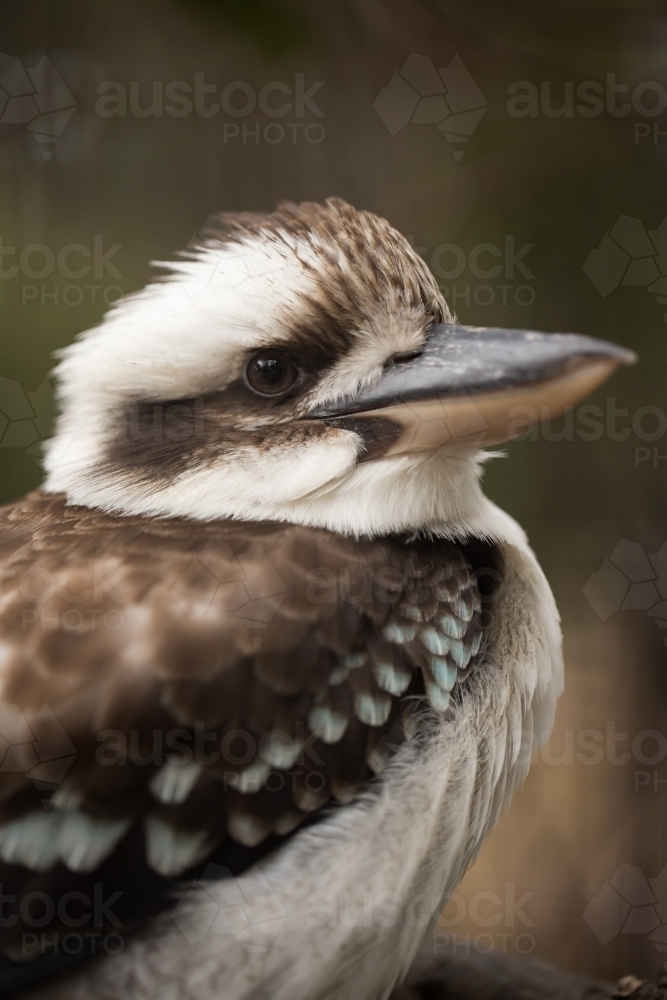 A shallow depth of field photo of an australian laughing kookaburra (dacelo) - Australian Stock Image