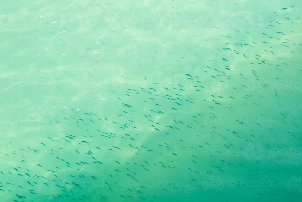 A shoal of small bait fish swimming in shallow water - Australian Stock Image