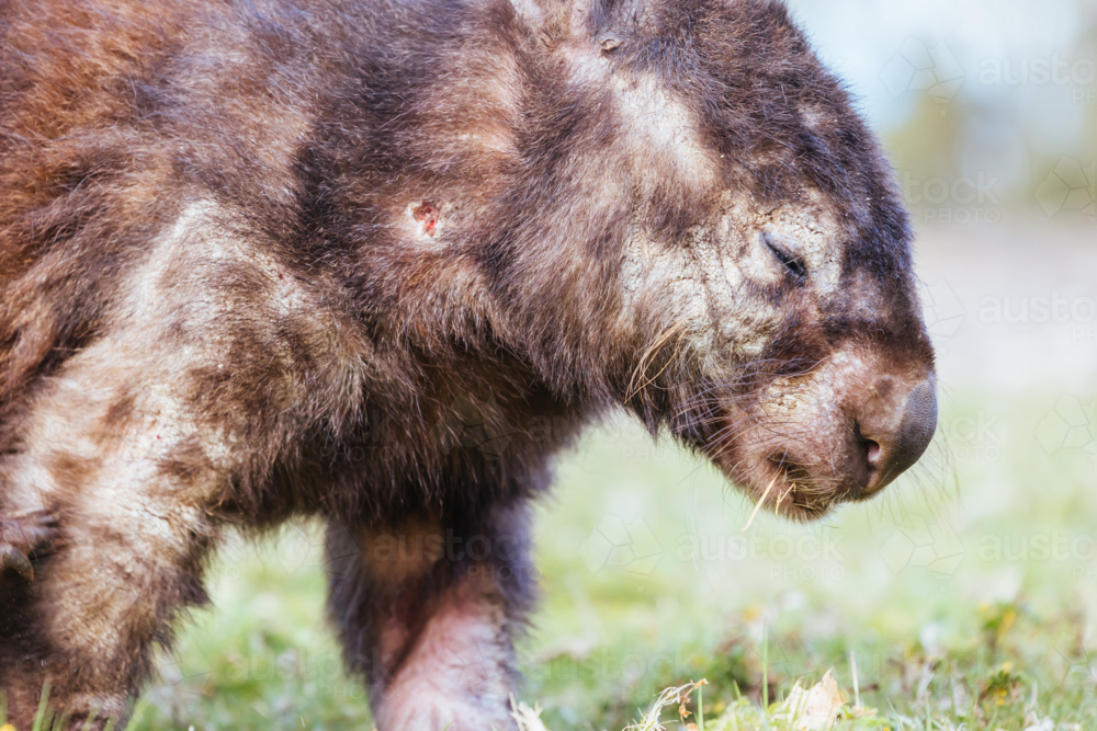 A sick wombat in rehabilitation with mange and cuts from scratching in Olinda, Dandenong Ranges - Australian Stock Image