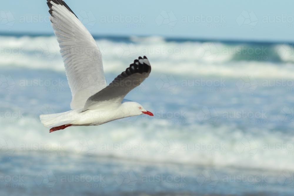 A side in view of a seagull flying over ocean waves - Australian Stock Image