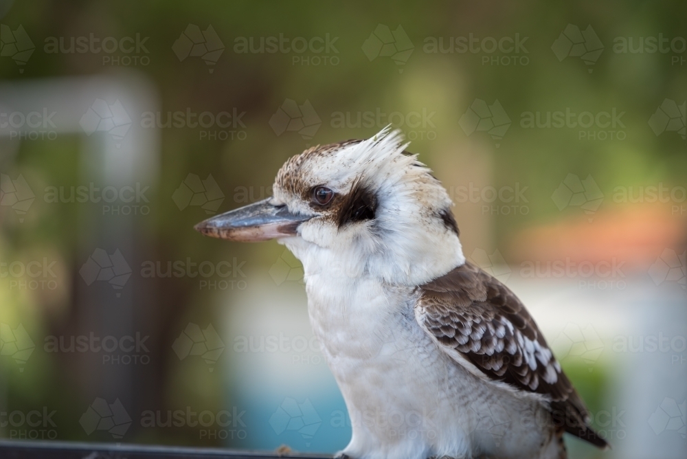 A side view of a kookaburra bird perched on a railing - Australian Stock Image