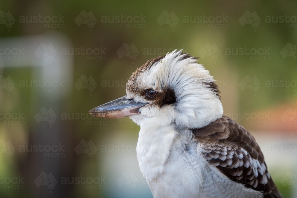 A side view of a native australian kookaburra bird - Australian Stock Image