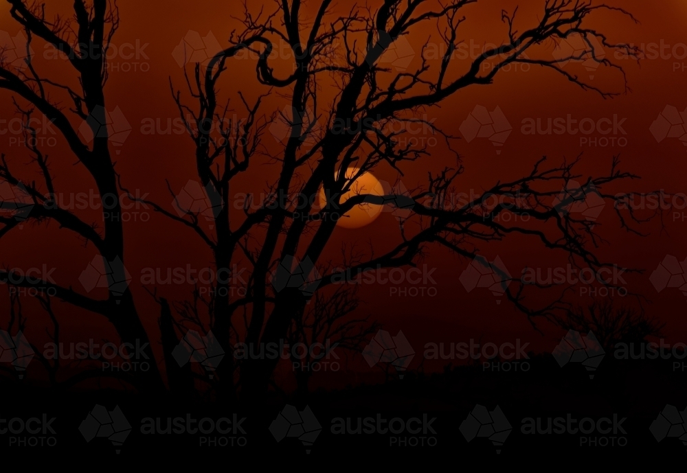 A silhouette of a leafless tree with intricate branches during sunset. - Australian Stock Image